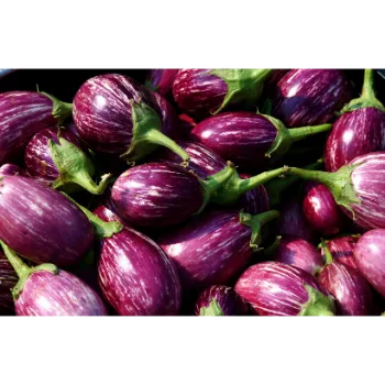 Organic Brinjal